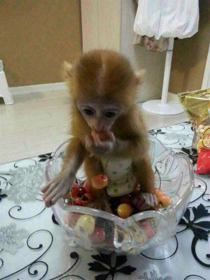 户籍证明如何作假